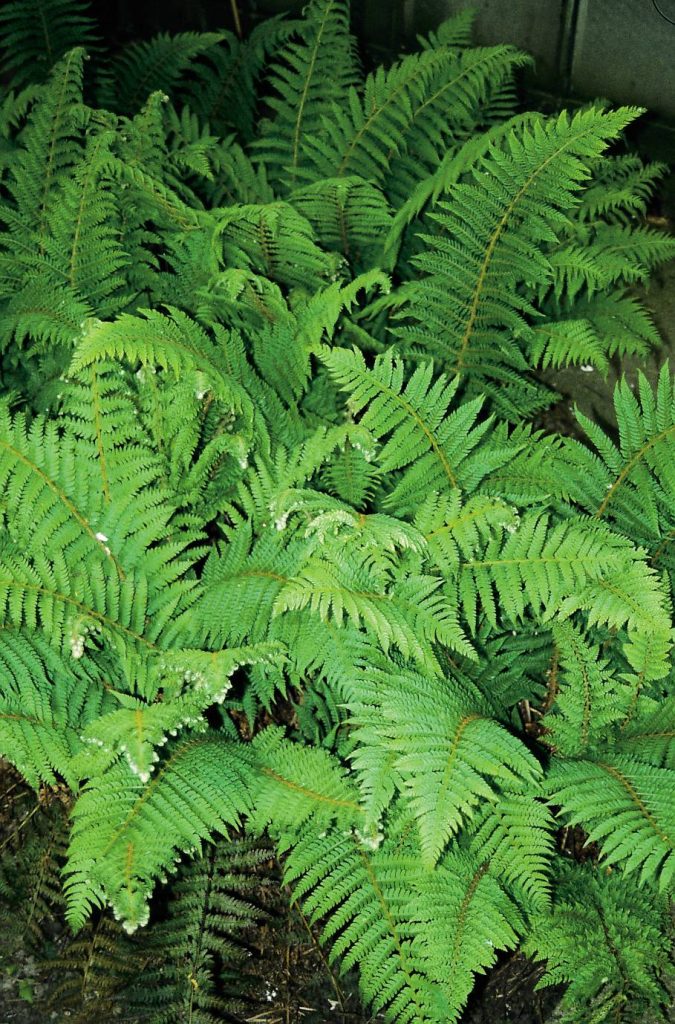 Polystichum Dahlem | Verschoor Horticulture