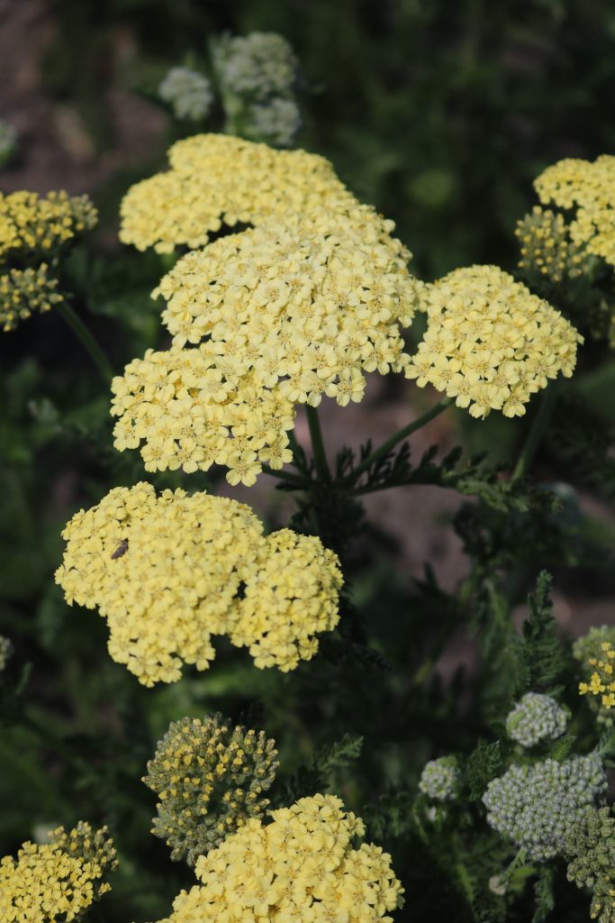 Achillea Hella Glashoff | Verschoor Horticulture