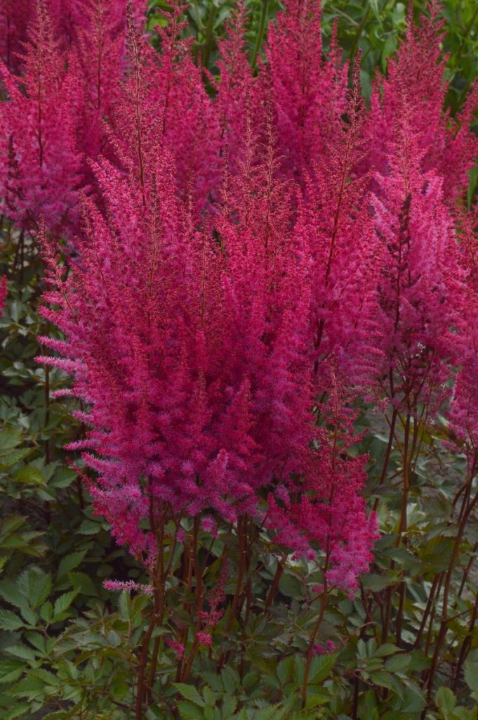 Astilbe Mighty Chocolate Cherry® | Verschoor Horticulture