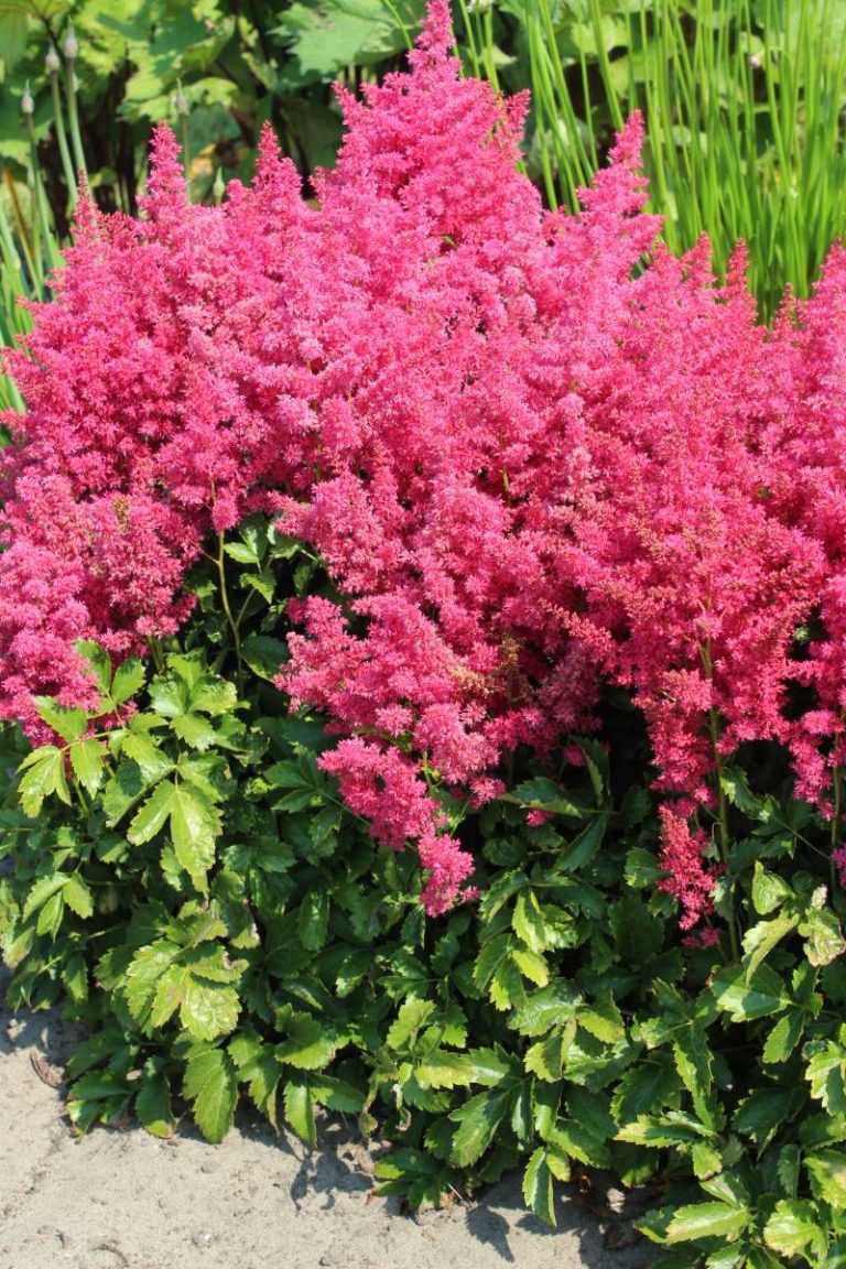 Astilbe Younique Ruby Red® PBR | Verschoor Horticulture