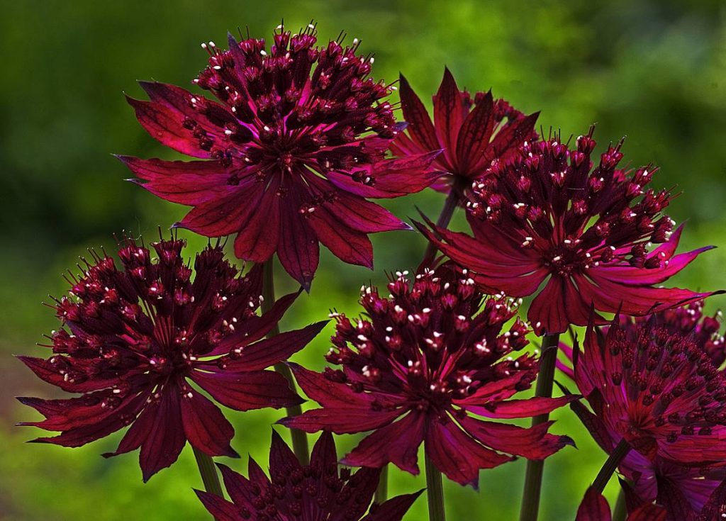 Astrantia major Venice | Verschoor Horticulture