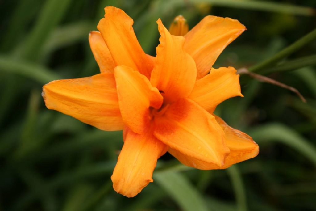 Hemerocallis Bandolero | Verschoor Horticulture