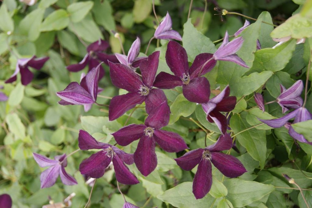 Клематис black prince фото