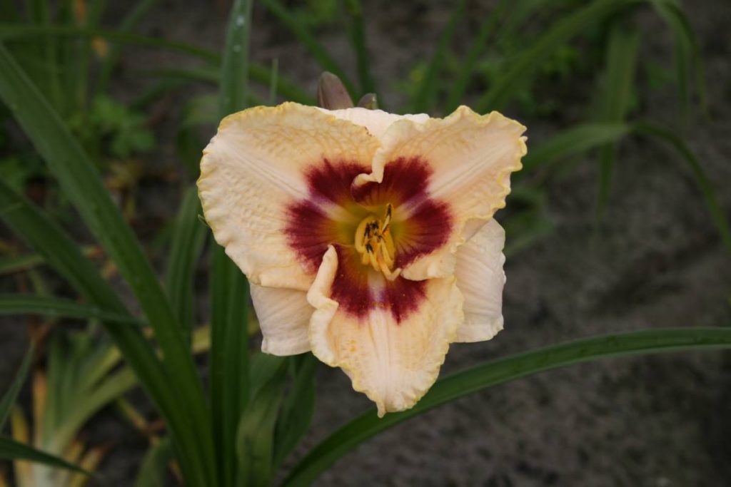 Hemerocallis Blueberry candy | Verschoor Horticulture