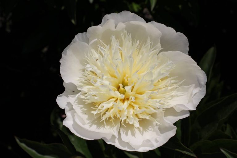 Paeonia Brides Dream | Verschoor Horticulture