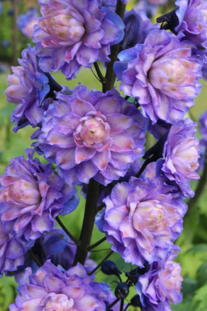 Delphinium Highlander Bolero® | Verschoor Horticulture