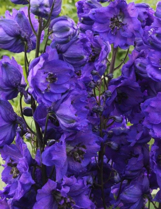 Hardy delphinium on the move