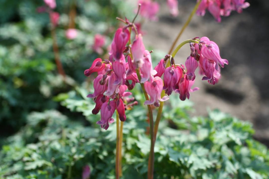 Dicentra King of Hearts | Verschoor Horticulture