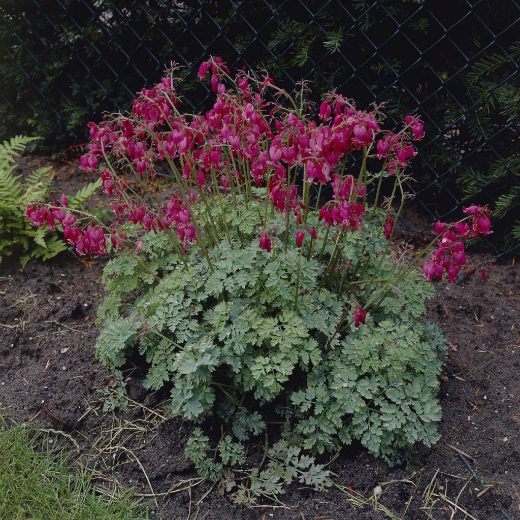 Dicentra formosa Luxuriant Verschoor Horticulture