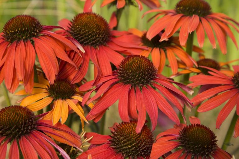 Echinacea Hot Summer® | Verschoor Horticulture