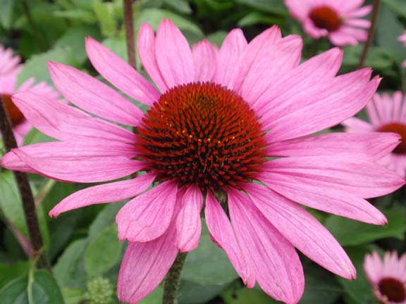 Echinacea | Verschoor Horticulture