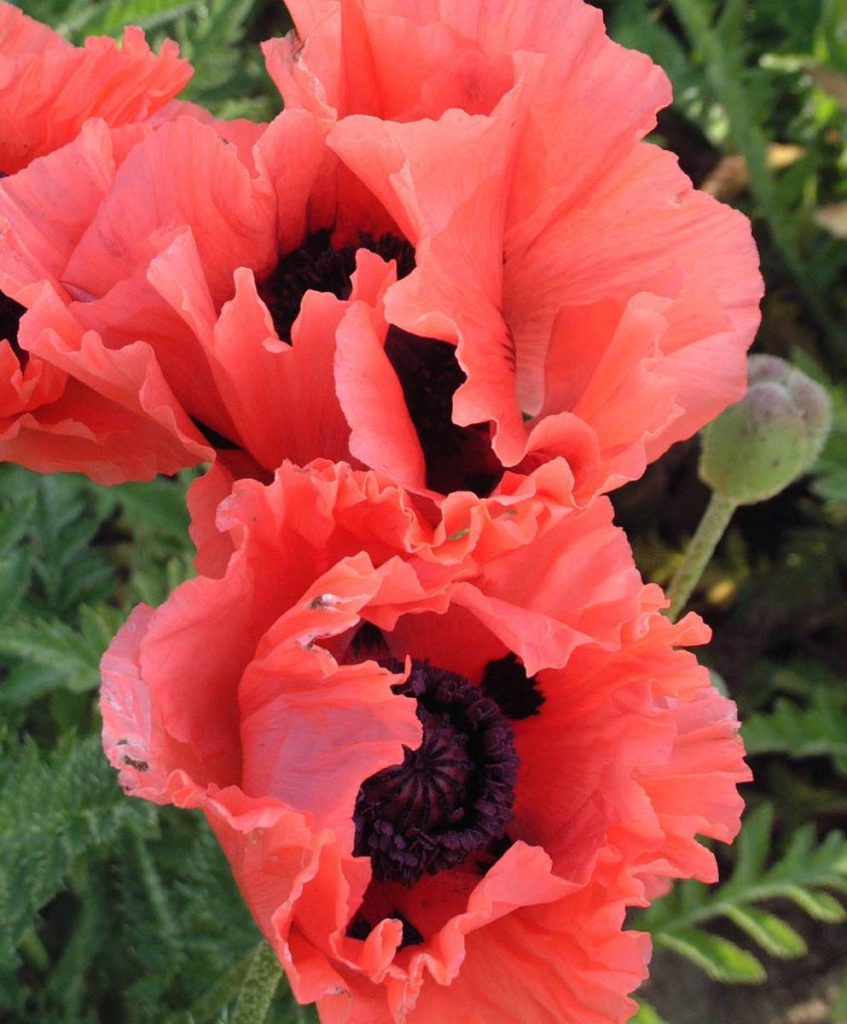 Papaver Garden Glory | Verschoor Horticulture