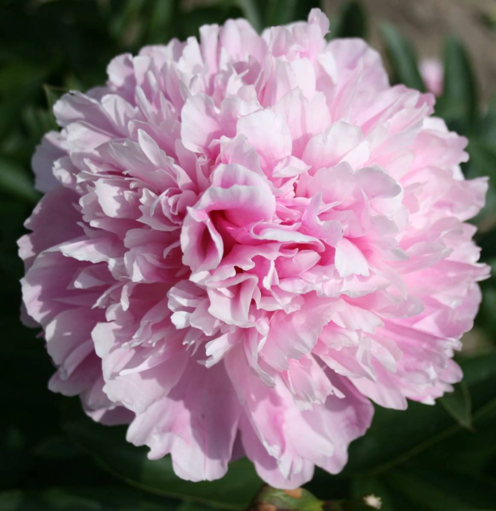 Paeonia Gayborder June | Verschoor Horticulture