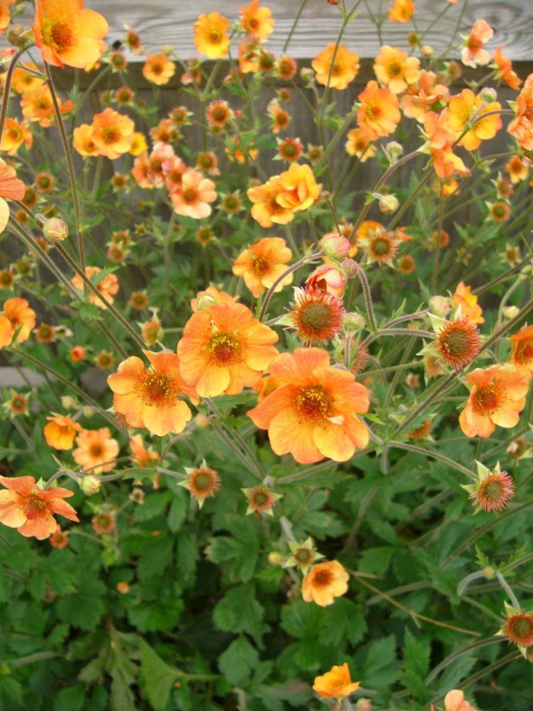 Geum Totally Tangerine® | Verschoor Horticulture