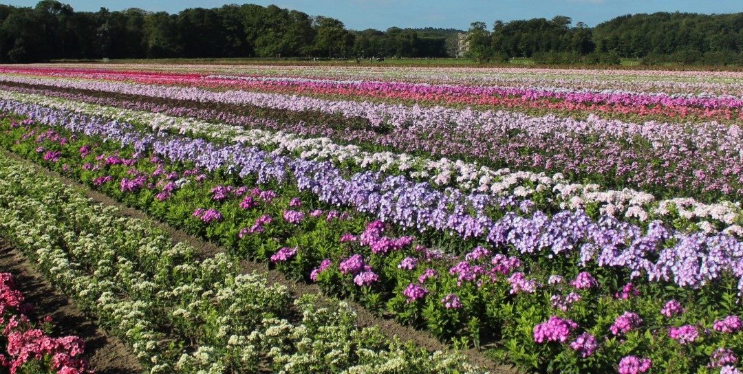 Hardy phlox paniculata on the move