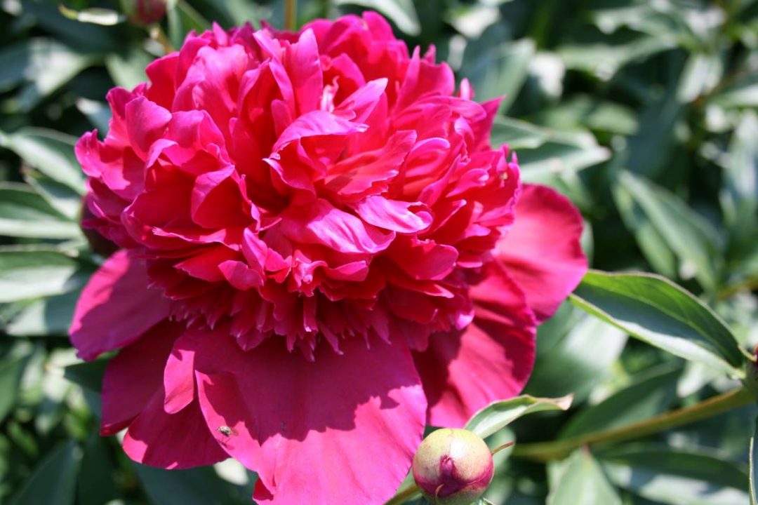 Paeonia Inspecteur Lavergne | Verschoor Horticulture