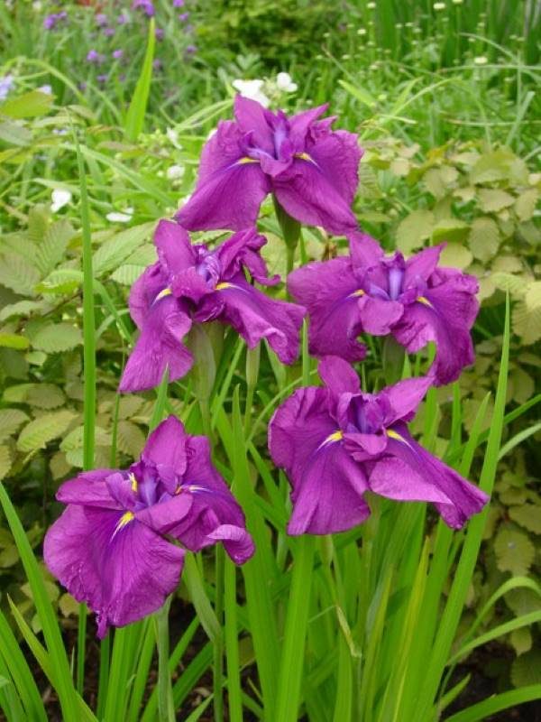 Iris ensata Ruby King | Verschoor Horticulture