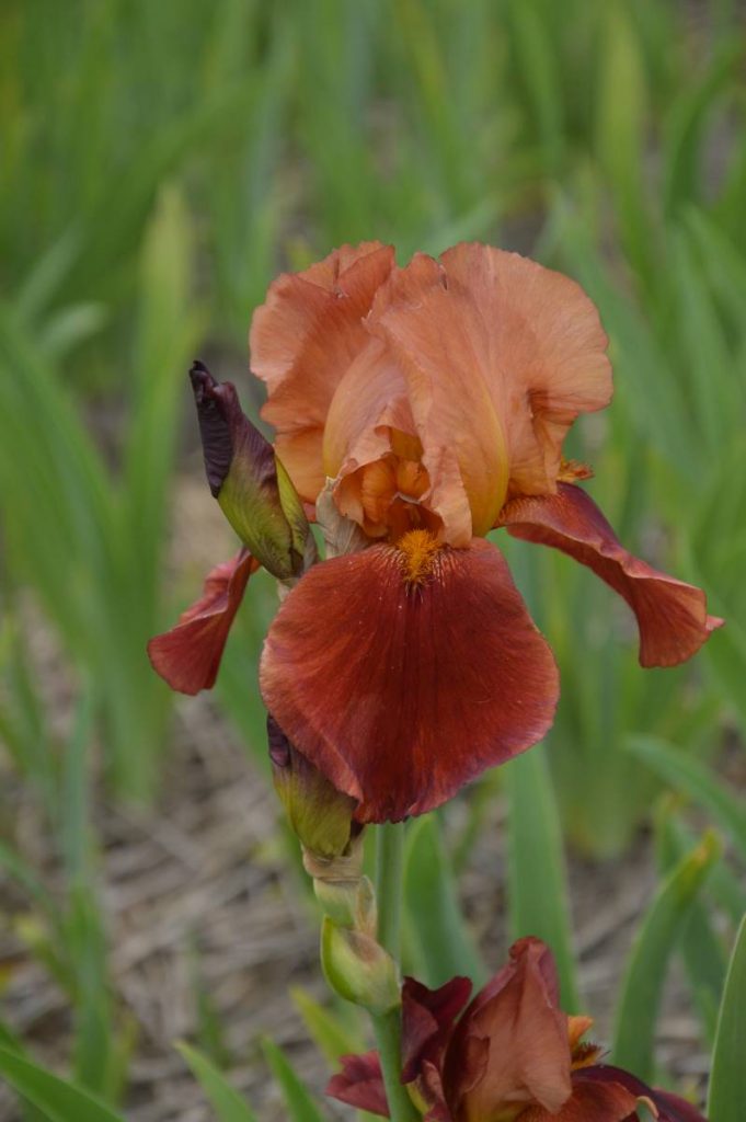 Iris Germanica Natchez Trace | Verschoor Horticulture