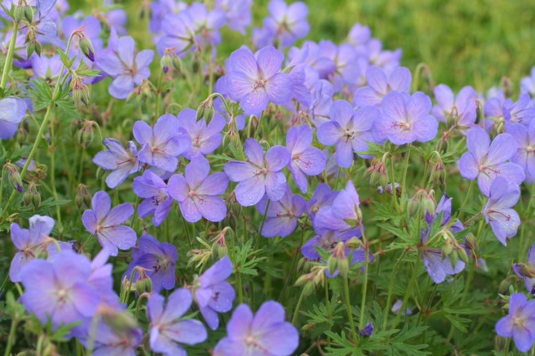 Geranium Johnson’s Blue | Verschoor Horticulture