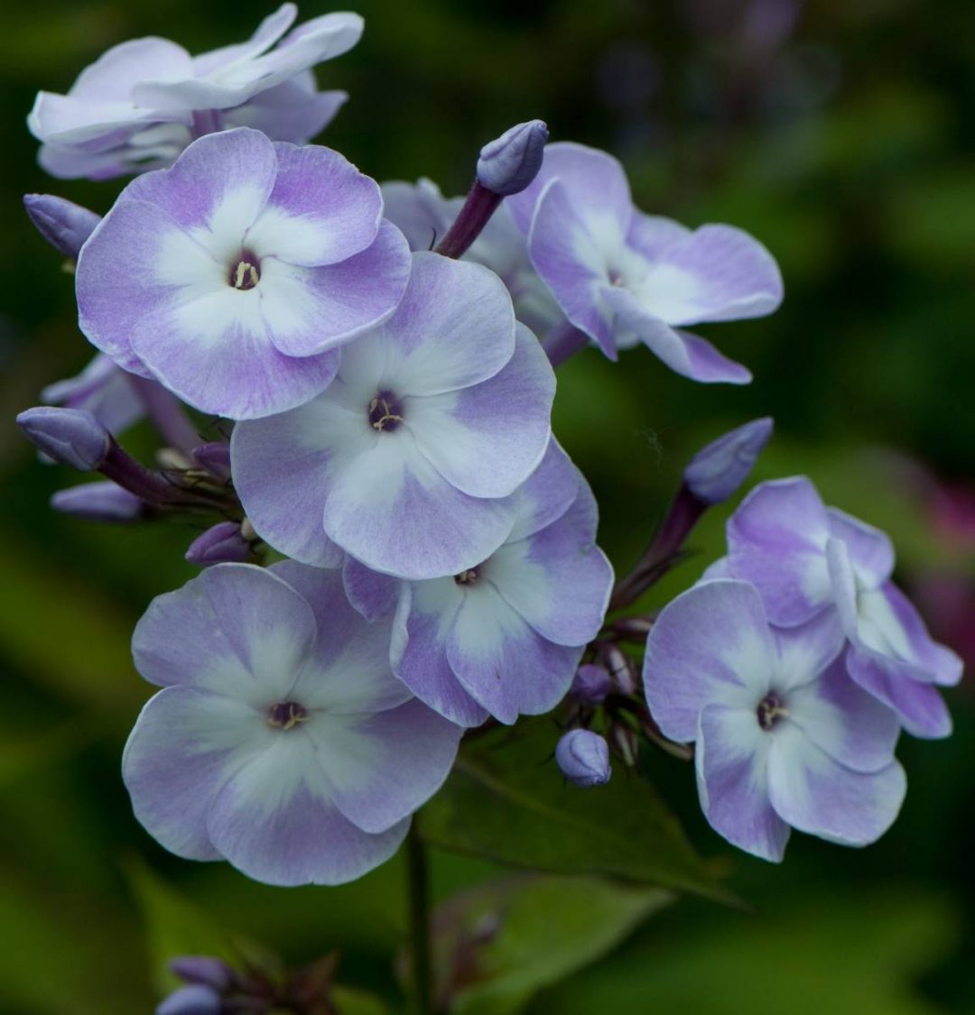 Флокс метельчатый (Phlox paniculata)