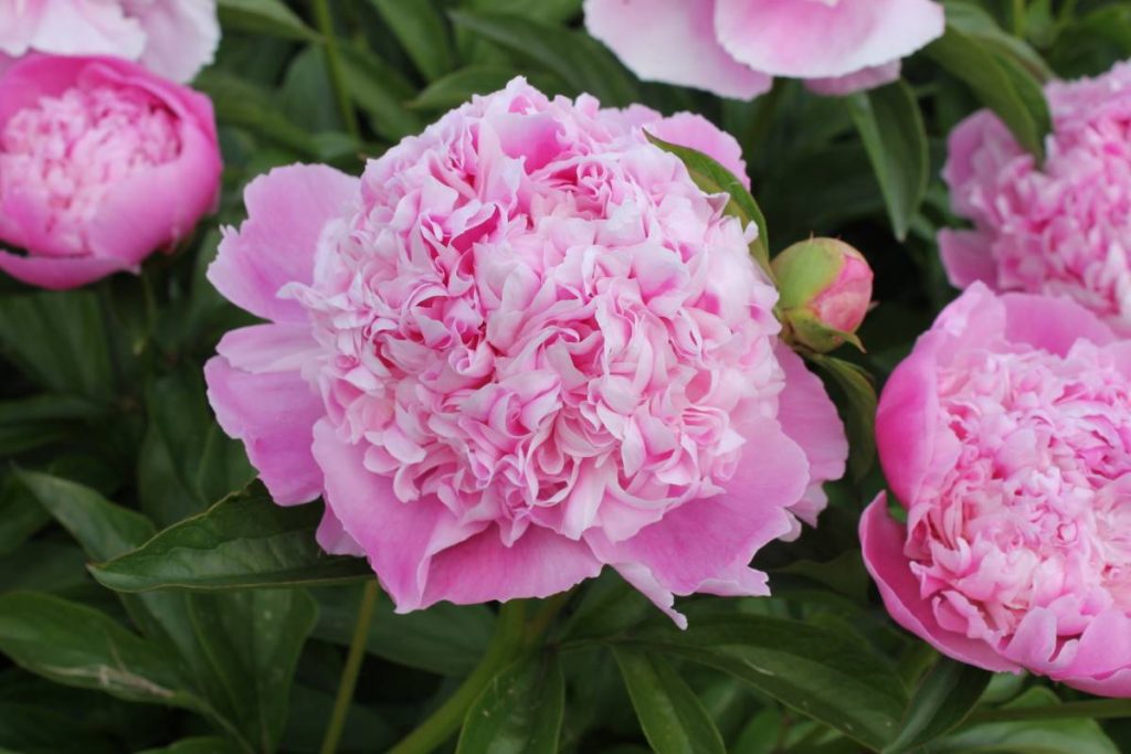 Paeonia Lady Anna | Verschoor Horticulture