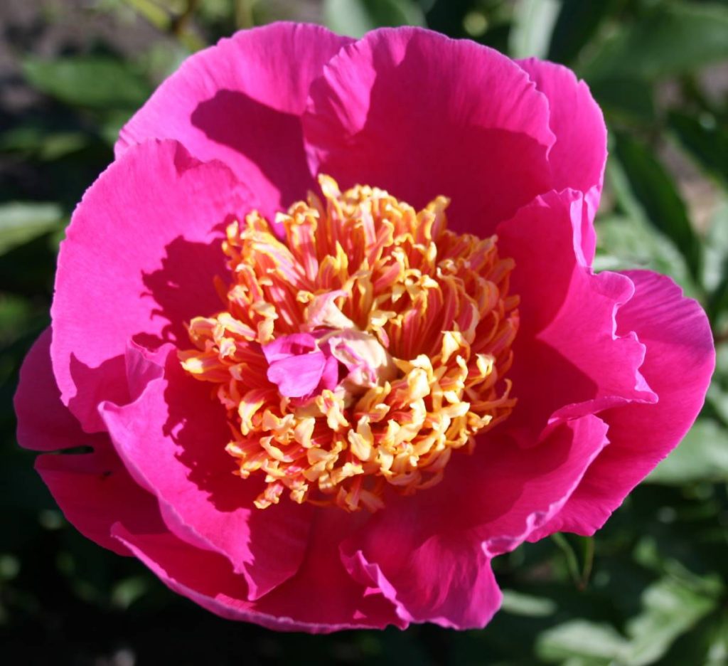 Paeonia Largo | Verschoor Horticulture