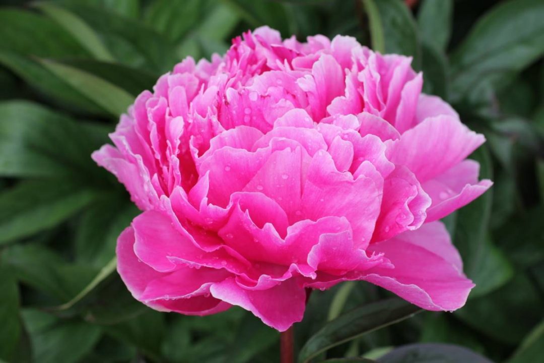 Paeonia Mammoth Rose | Verschoor Horticulture