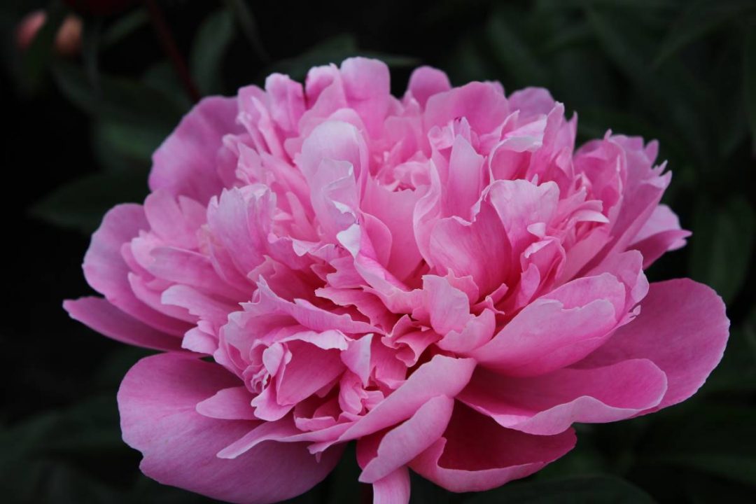 Paeonia Emma Klehm | Verschoor Horticulture