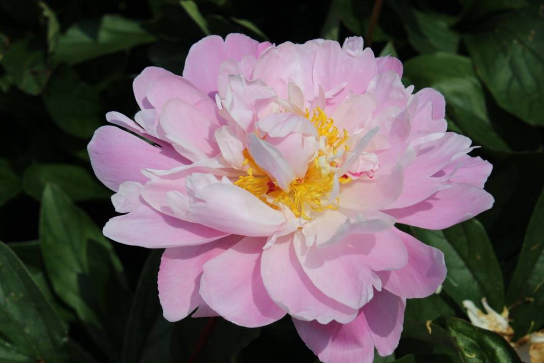 Paeonia Germaine Bigot | Verschoor Horticulture