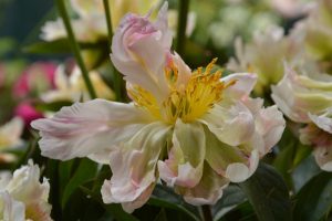 Paeonia green lotus