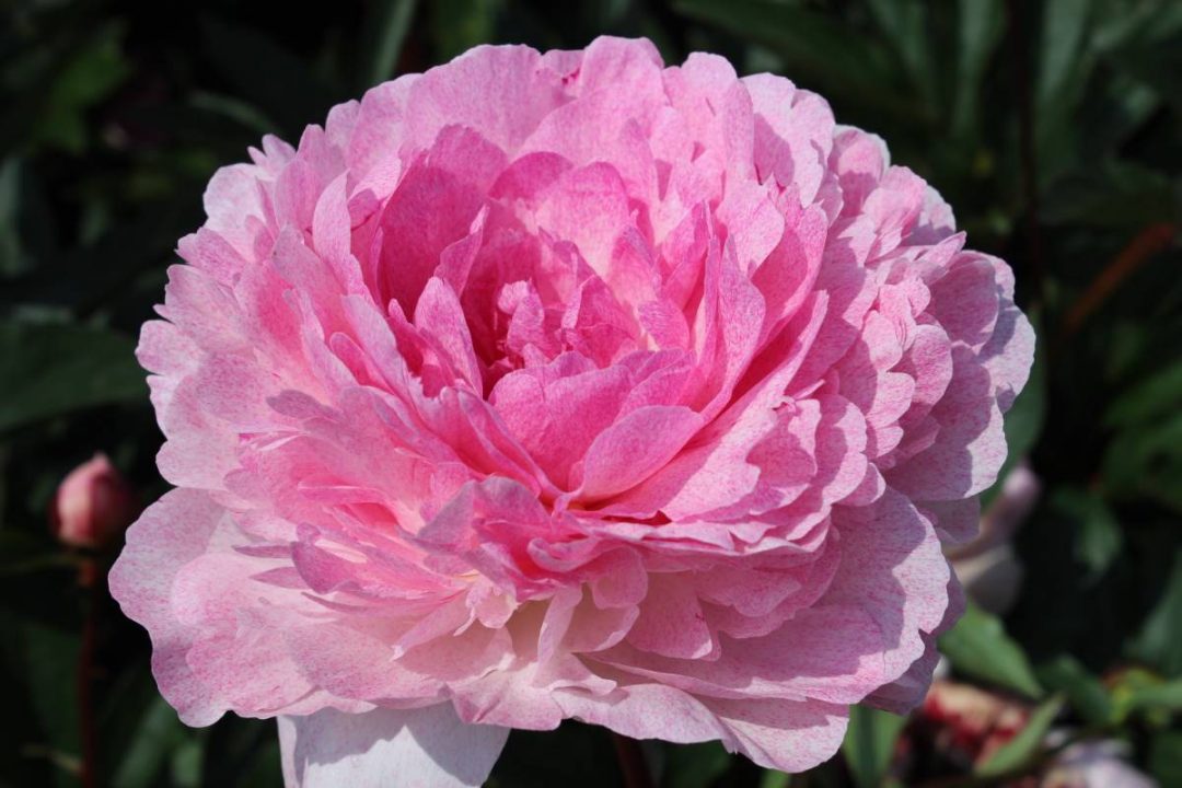 Paeonia Pietertje Vriend | Verschoor Horticulture