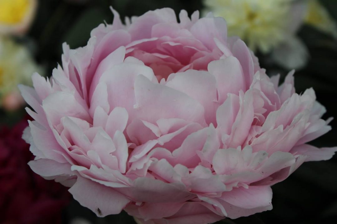 Paeonia Pillow Talk | Verschoor Horticulture