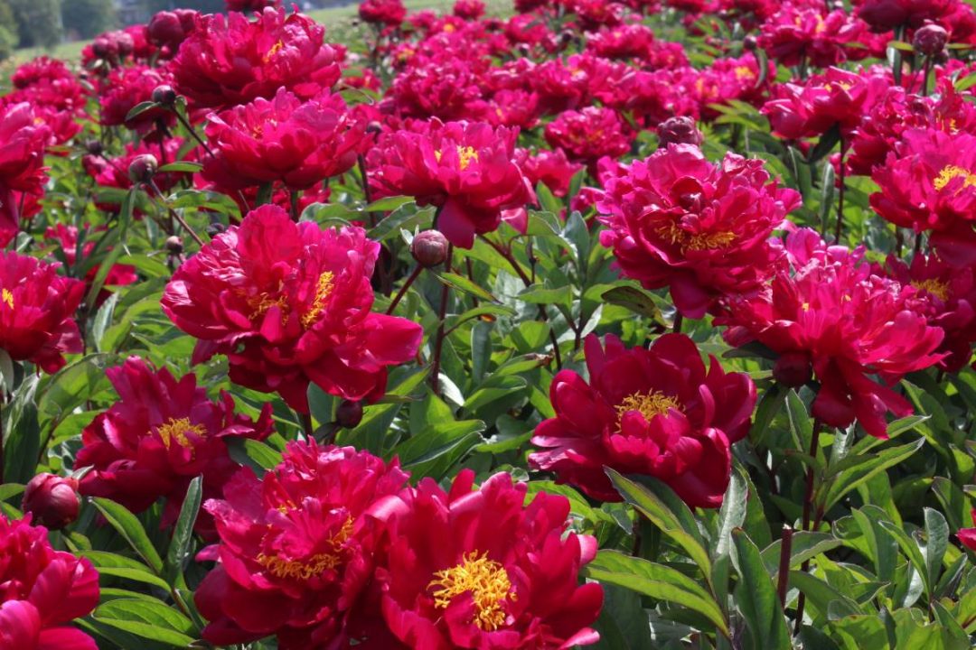 Paeonia Red Sarah Bernhardt | Verschoor Horticulture