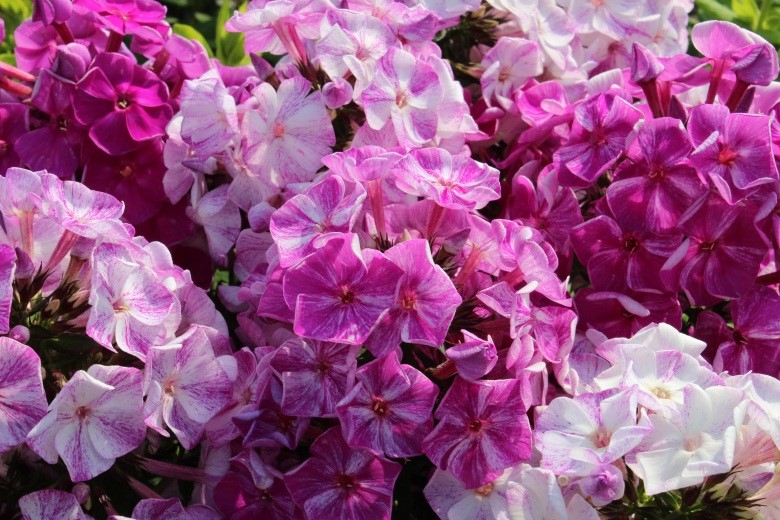 Phlox paniculata Freckle Series