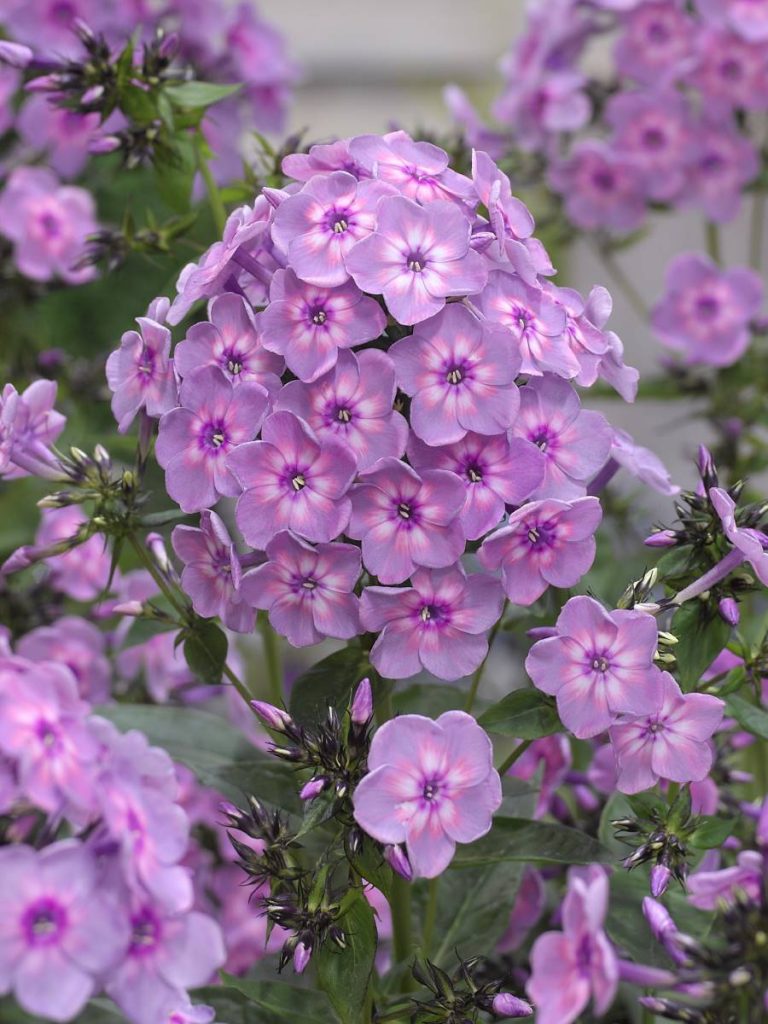 Phlox pan, Rainbow Dancer® | Verschoor Horticulture