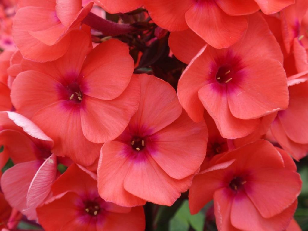 Phlox paniculata Younique® Orange | Verschoor Horticulture