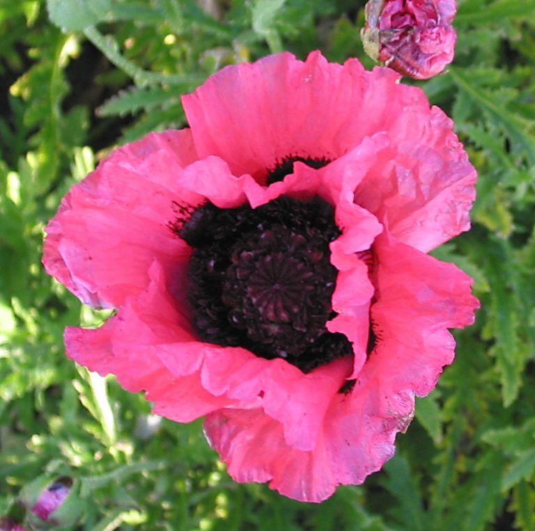 Papaver Raspberry Queen | Verschoor Horticulture