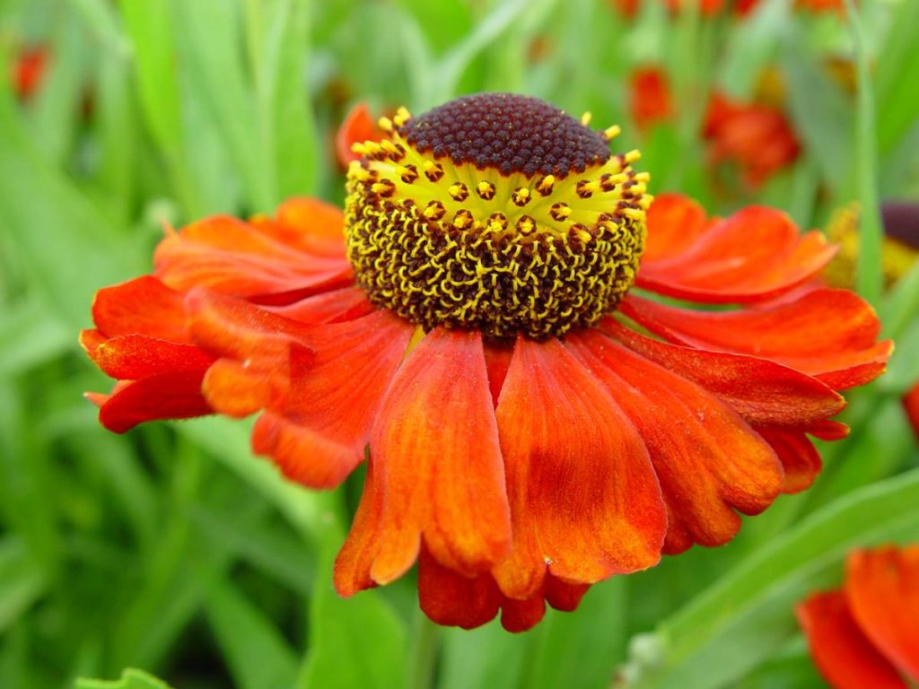 Helenium Red Army | Verschoor Horticulture