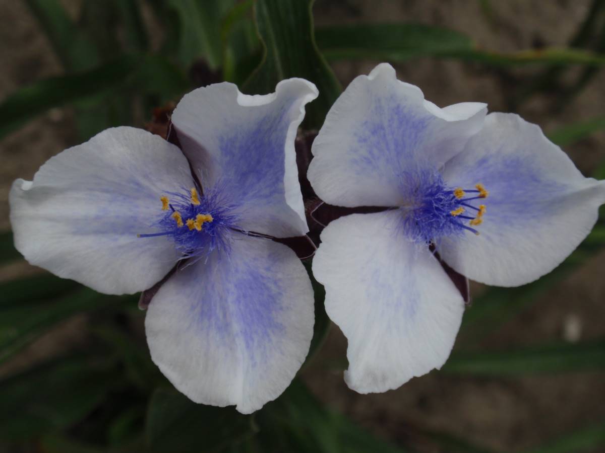 Tradescantia Merlot Clusters® | Verschoor Horticulture