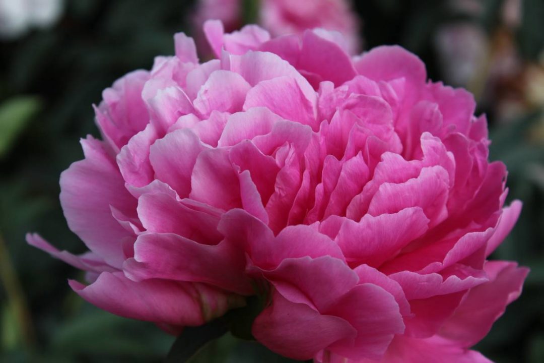 Paeonia Yvonne | Verschoor Horticulture